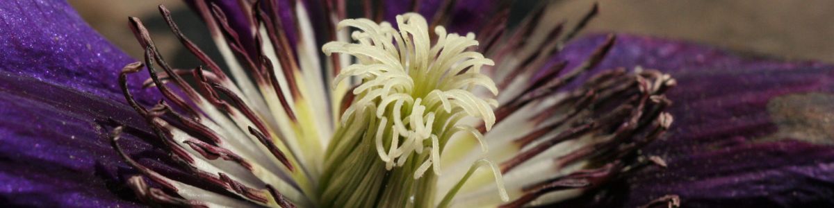 Macro photography of a purple flower